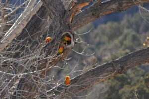 Sun Conure Nest