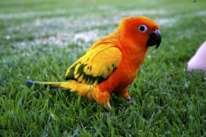 Loros Conuros del Sol Conure Parrot