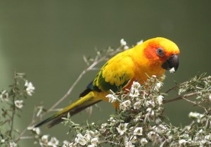 Conure solaire. Pictures