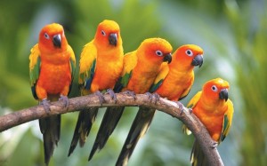 Zonconures