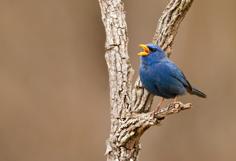Blue Finch Facts, Pet Care, Temperament, Feeding, Pictures