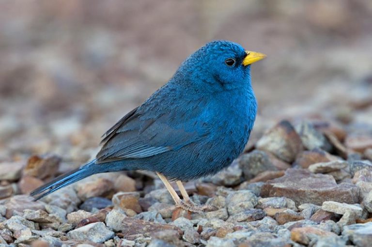 Weird-Haired Blue Finch - wide 1