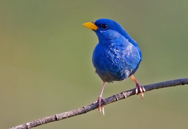Blue Finch Facts, Pet Care, Temperament, Feeding, Pictures