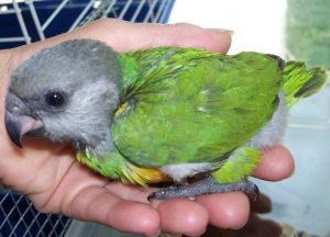 Baby Senegal Parrot