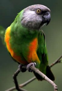 Senegal Parrot