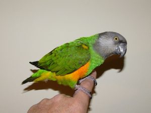 Senegal Parrot Bird