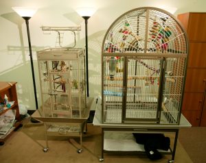 Senegal Parrot Cage