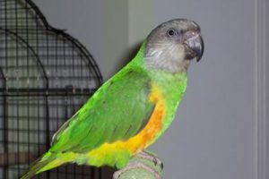 Senegal Parrot Images