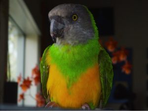 Senegal Parrot Pictures