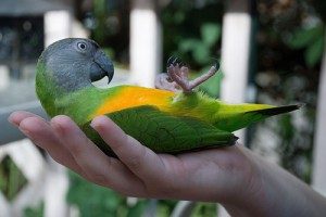 Senegal Parrot Size