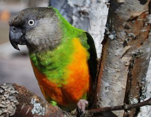 Senegal Parrot in the Wild
