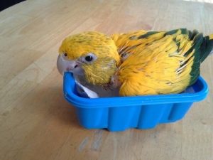 Baby Golden Conure