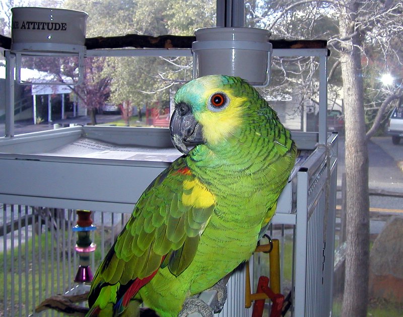 Blue Fronted Amazon Housing, Care, Behavior as Pet, Pictures
