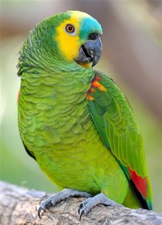 Blue-Fronted-Amazon.jpg