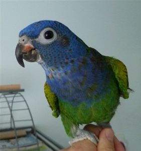 Blue Head Pionus