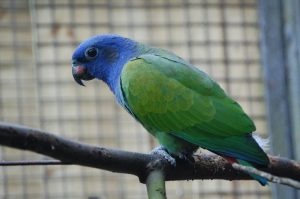 Blue Headed Pionus
