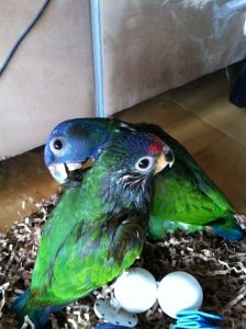 Blue Headed Pionus Eggs