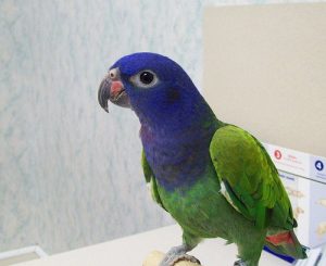 Blue Headed Pionus Parrot