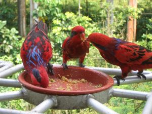 Blue Streaked Lories