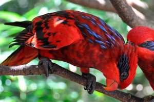 Blue Streaked Lory