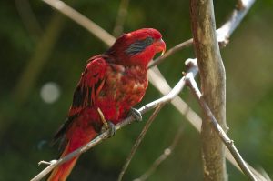 Blue Streaked Lory Bird