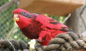 Blue Streaked Lory Bird Picture