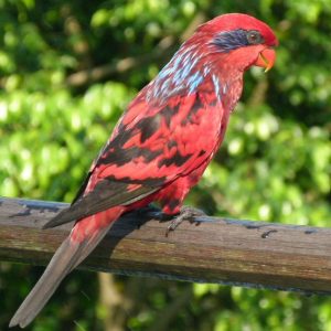 Blue Streaked Lory Images