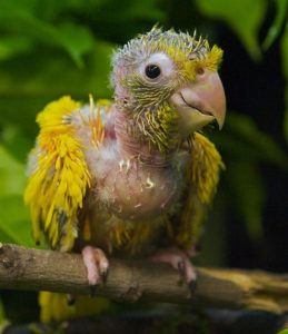 Golden Conure Baby