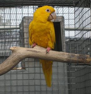 Golden Conure Housing