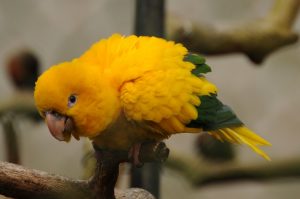 Golden Conure Images