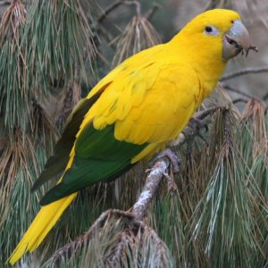 Queen of Bavaria Conure