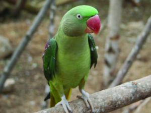 Alexandrian Parrot