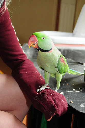 Are Alexandrine Parrots Aggressive? Are Alexandrine Parrots Aggressive?