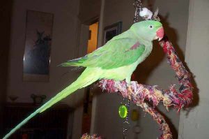 Alexandrine Parrot
