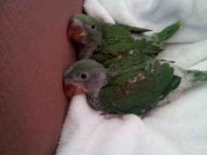 Alexandrine Parrot Baby