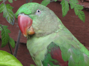 Alexandrine Parrot Female