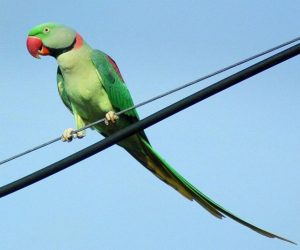 Alexandrine Parrot Male