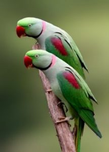 Alexandrine Parrots