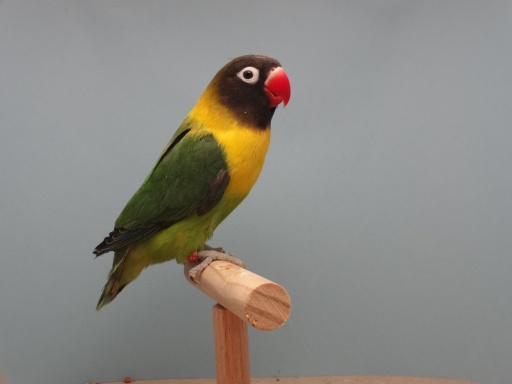 Kælder Forbrydelse Tilstand Yellow-Collared Lovebird Facts, Pet Care, Behavior, Price, Pictures