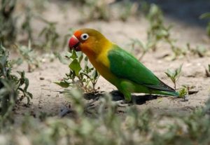 Fischer Lovebird