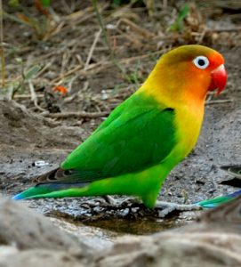 Fischer's Lovebird