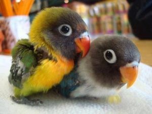 Fischer's Lovebird Baby