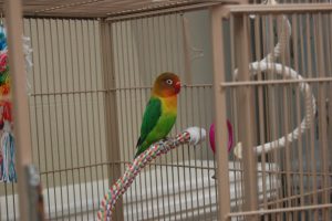 Fischers Lovebird Housing