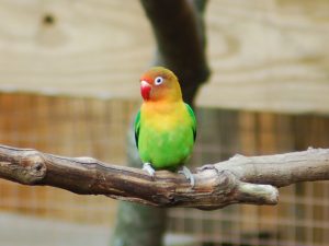 Fischer's Lovebird: Housing, Pet Care, Temperament, Pictures