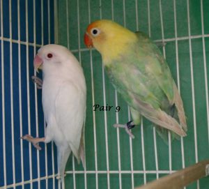 Fischer's Lovebird Mutations