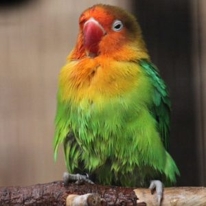 Fischer's Lovebird Pictures