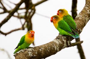 Fischer's Lovebirds