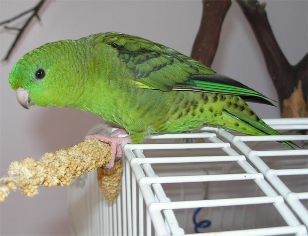 Lineolated Parakeet Facts, Care as Pets, Behavior, Price, Pictures