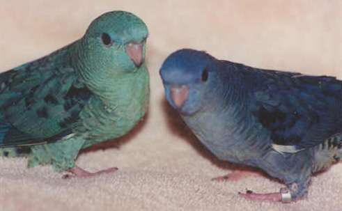 Lineolated Parakeet Facts, Care as Pets, Behavior, Price, Pictures