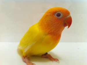 Lutino Fischer's Lovebird